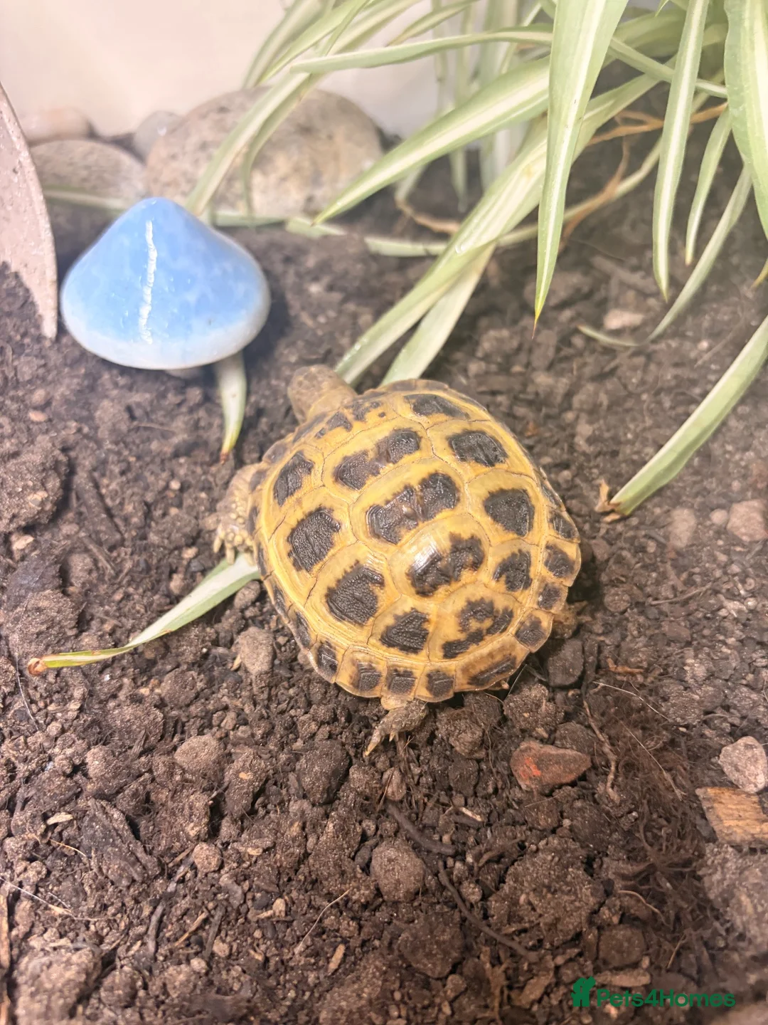 Tortoise reptiles for sale: Horsefield Tortoise - Advert 1