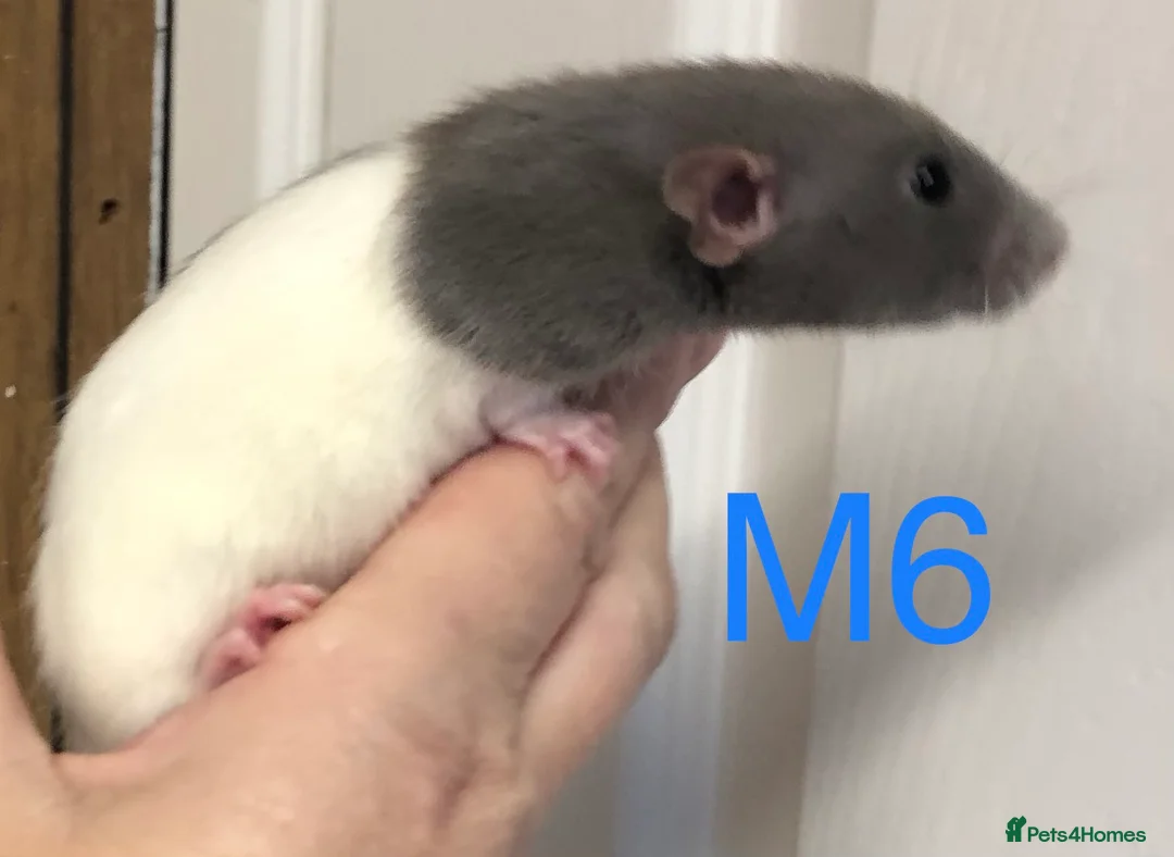 Rat rodents for sale: Beautiful tame fancy rats - Advert 15