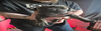 Cane Corso Puppy 3