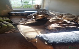 Mixed Breed dogs for adoption: JACK FOR ADOPTION OR FOSTER IN CORNWALL OR DEVON - Image 3
