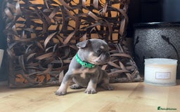French Bulldog dogs for sale: Pedigree Frenchies - New Shade Isabella’s & Lilacs - Image 23