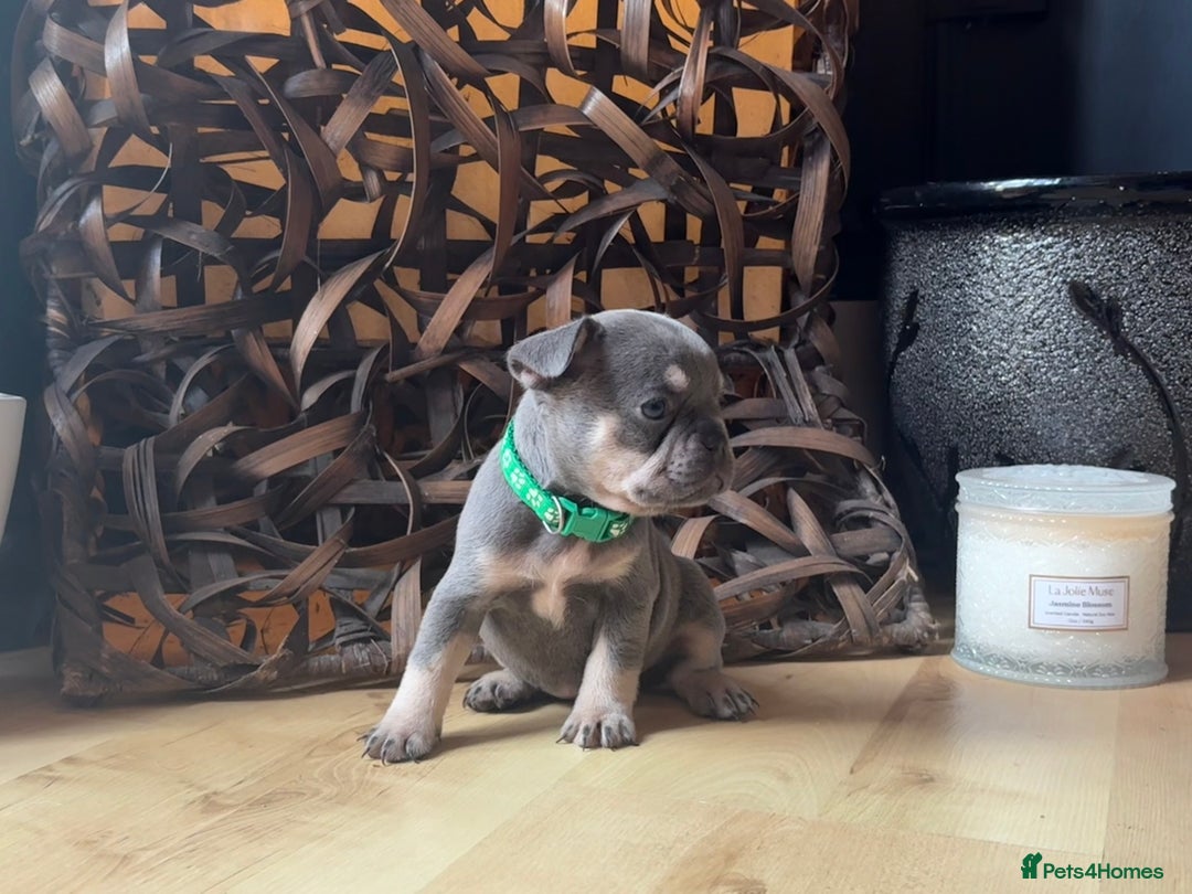 French Bulldog dogs for sale: Pedigree Frenchies - New Shade Isabella’s & Lilacs - Image 23