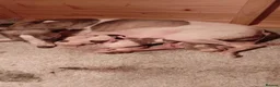 Whippet dogs for sale: Kc registered whippets - Advert 2
