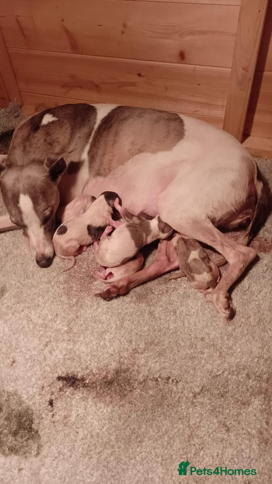 Whippet dogs for sale: Kc registered whippets - Advert 2