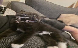 Persian cats for sale: Persian cross kittens - Image 5