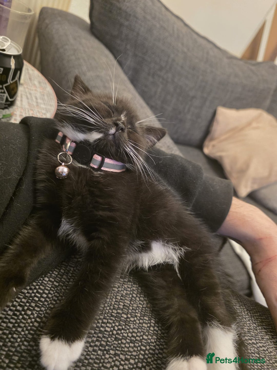 Persian cats for sale: Persian cross kittens - Image 5