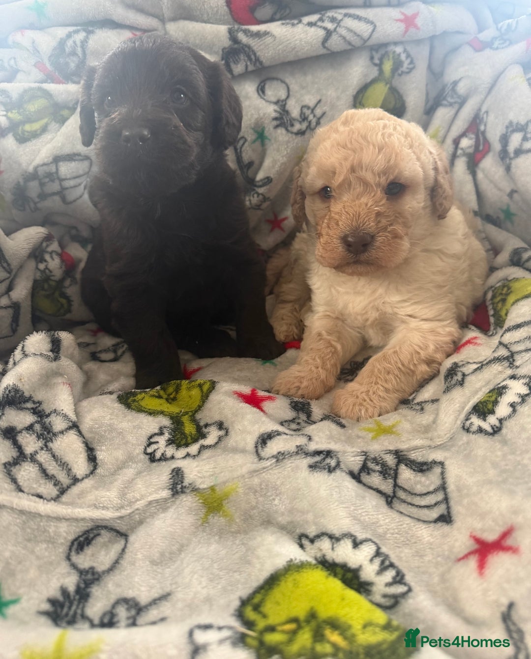 Labradoodle dogs for sale: Minature Labradoodles  - Advert 6