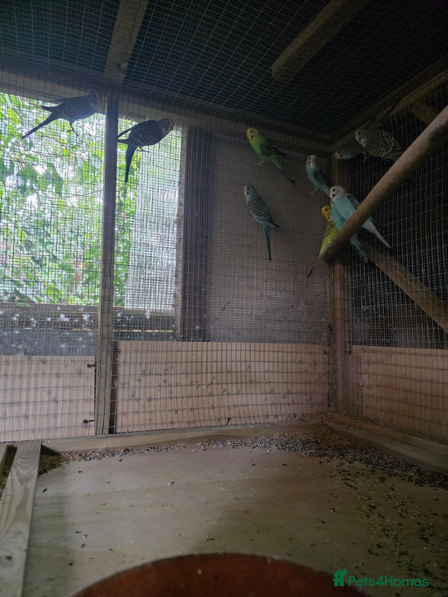 Parakeets birds Budgies.     - Advert 11