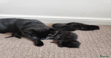 Mixed Breed cats - Advert 11