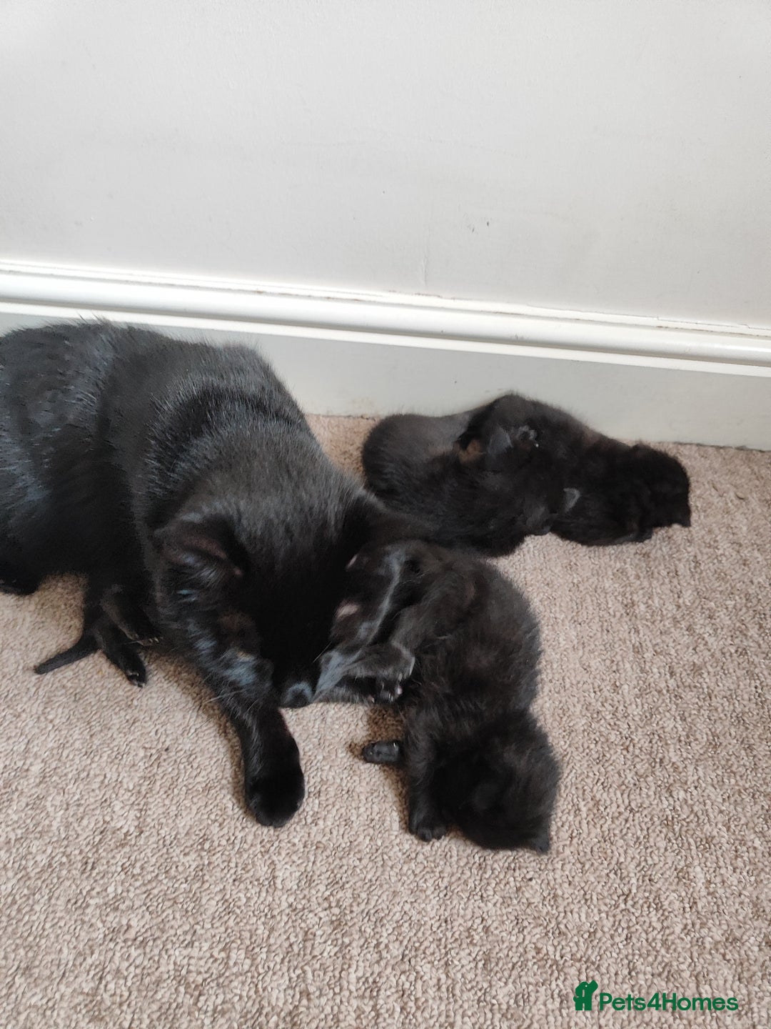 Mixed Breed cats for sale: Beautiful  boy  looking for forever home  - Image 2