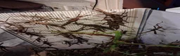 Stick Insects invertebrates for sale: 3 pairs Trachyaretaon Brueckneri sub adults - Advert 1
