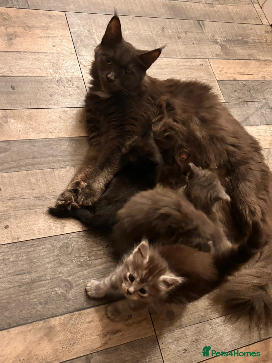 Mixed Breed cats for sale: Mainecoon cross - Advert 7