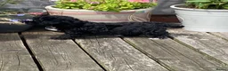 Yorkiepoo dogs for sale: Beautiful YORKIEPOO puppies - Advert 6