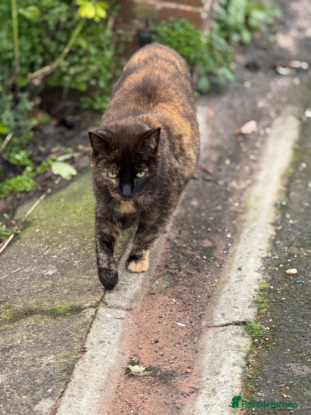 Mixed Breed cats for sale: Beautiful tortie girl  - Advert 4