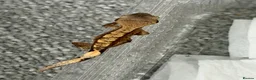 Gecko reptiles for sale: baby crested geckos - Advert 6