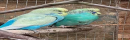 Budgerigars birds for sale: Adult budgies for sale , ready now  - Advert 9