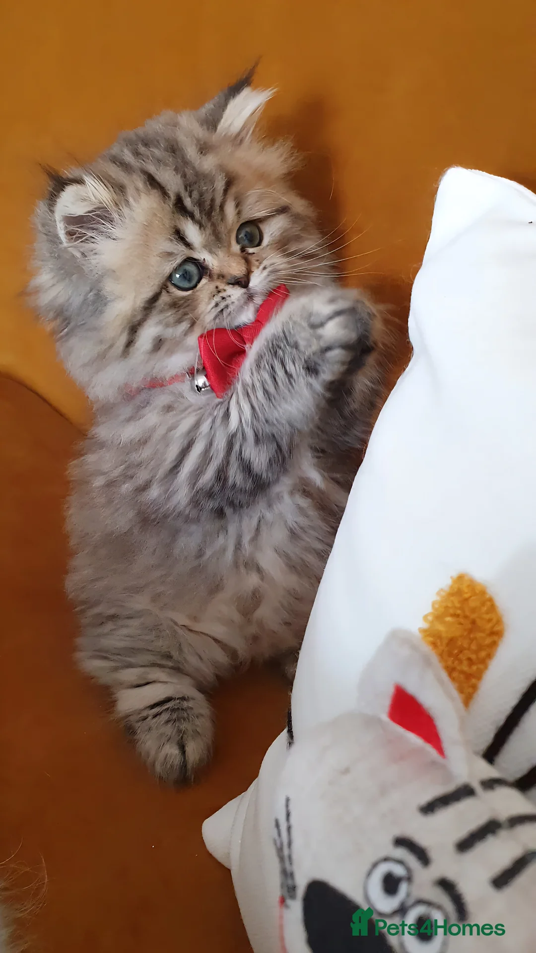 Persian cats for sale: Persian Chinchilla Kittens  - Advert 1