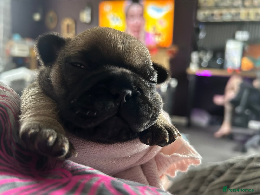 French Bulldog dogs for sale: French bulldog puppies  - Image 8