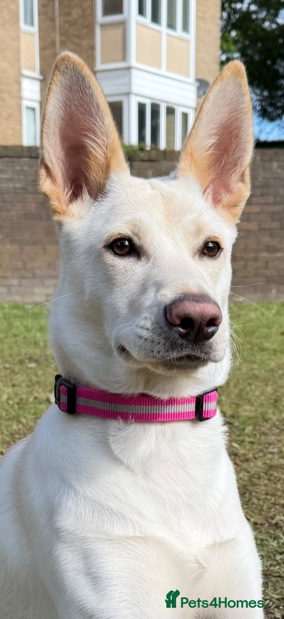 Sheprador dogs Betsy  - Advert 1