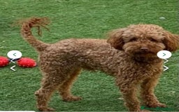 Toy Poodle dogs for sale: Tiny toy poodle puppies  - Image 16