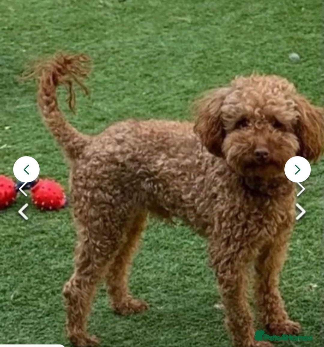 Toy Poodle dogs for sale: Tiny toy poodle puppies  - Image 16