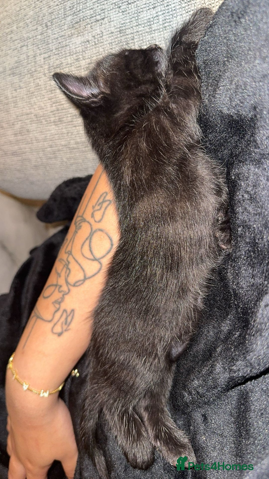 Mixed Breed cats for sale: Scar & Bella  - Image 3