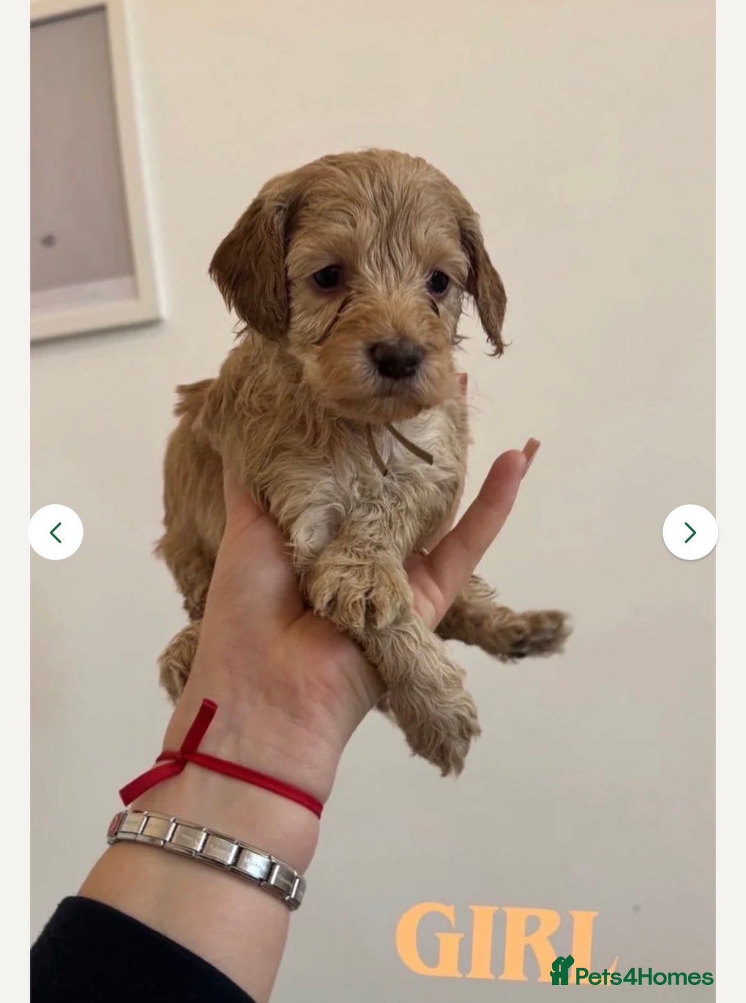 Cockapoo dogs for sale: Beautiful F1 cockapoos  - Advert 2