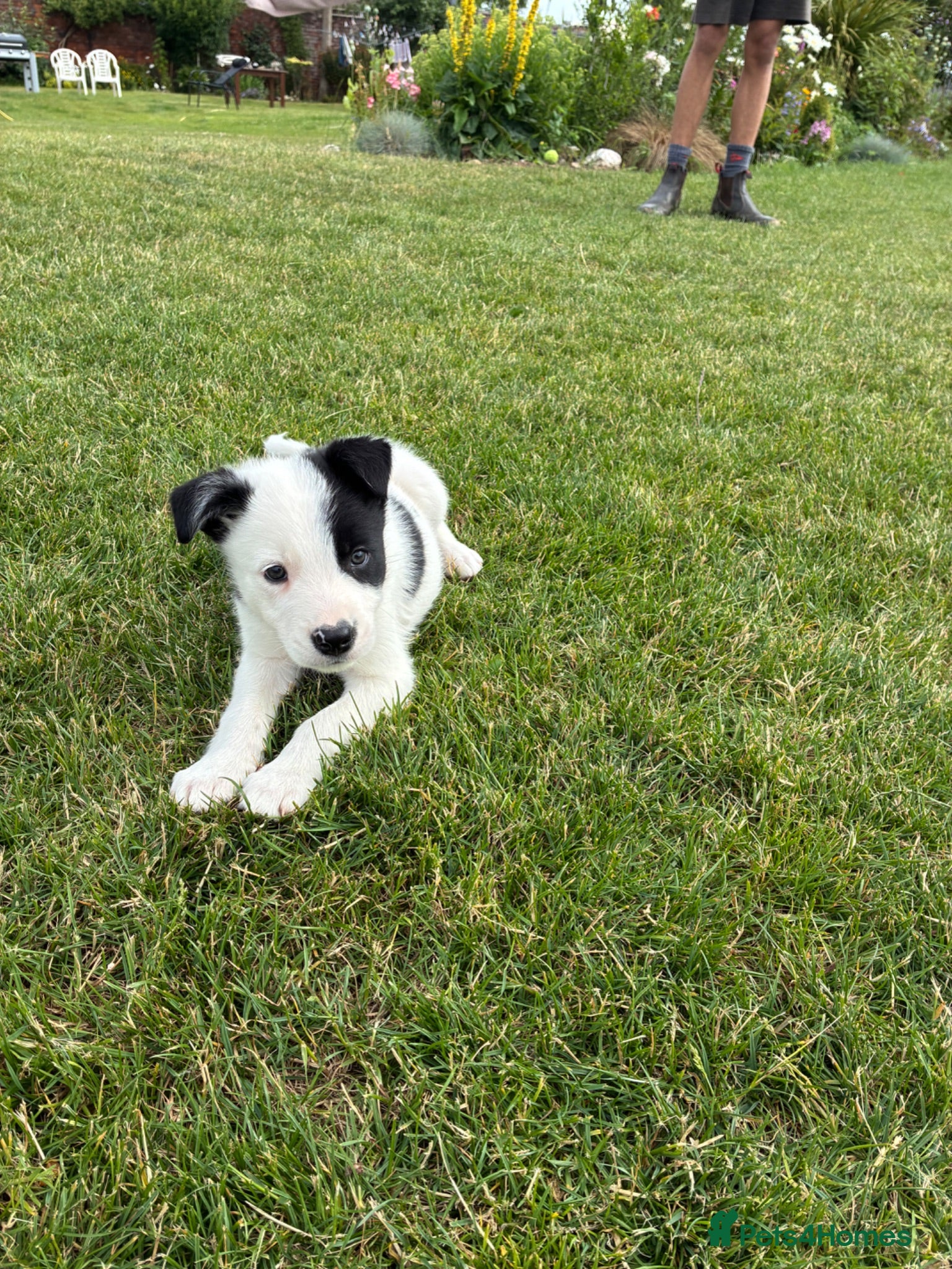 Border Collie dogs Border collie puppies - Advert 1