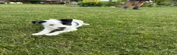 Border Collie dogs for sale: Border collie puppies in Rugeley - Advert 1