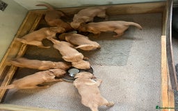 Golden Retriever dogs for sale: Gorgeous Working Type Golden Retriever Puppies  - Image 23