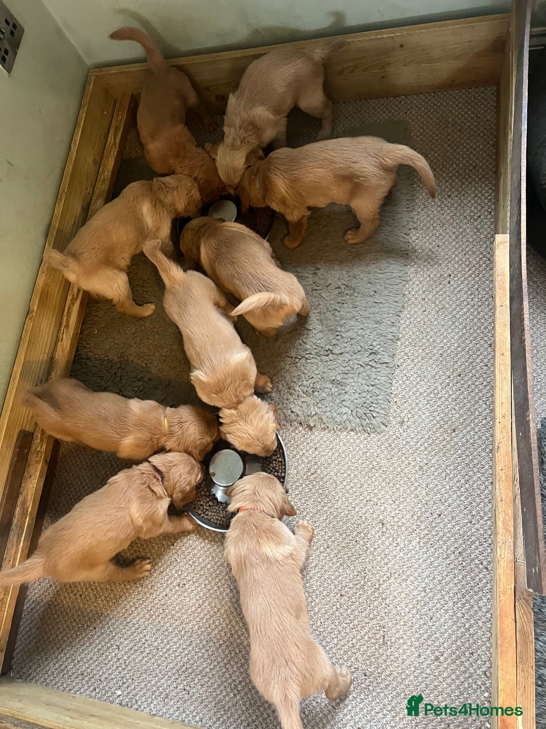 Golden Retriever dogs for sale: Gorgeous Working Type Golden Retriever Puppies  - Image 23