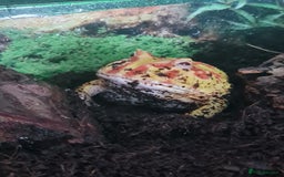 Frog reptiles for sale: Pacman frog + full set up - Image 2