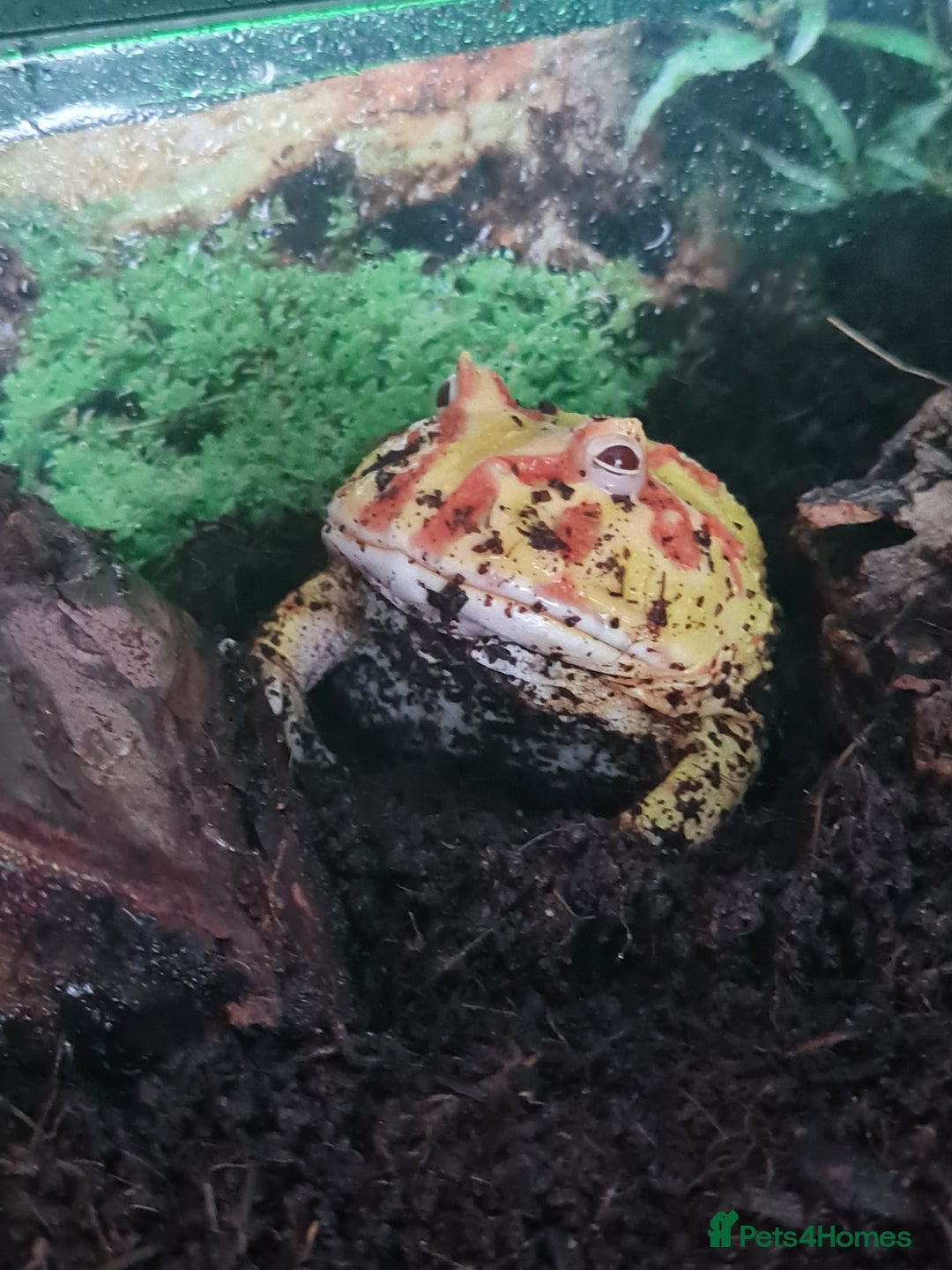 Frog reptiles for sale: Pacman frog + full set up - Image 2