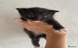 RagaMuffin cats for sale: Beautiful Ragdoll kittens  - Image 28
