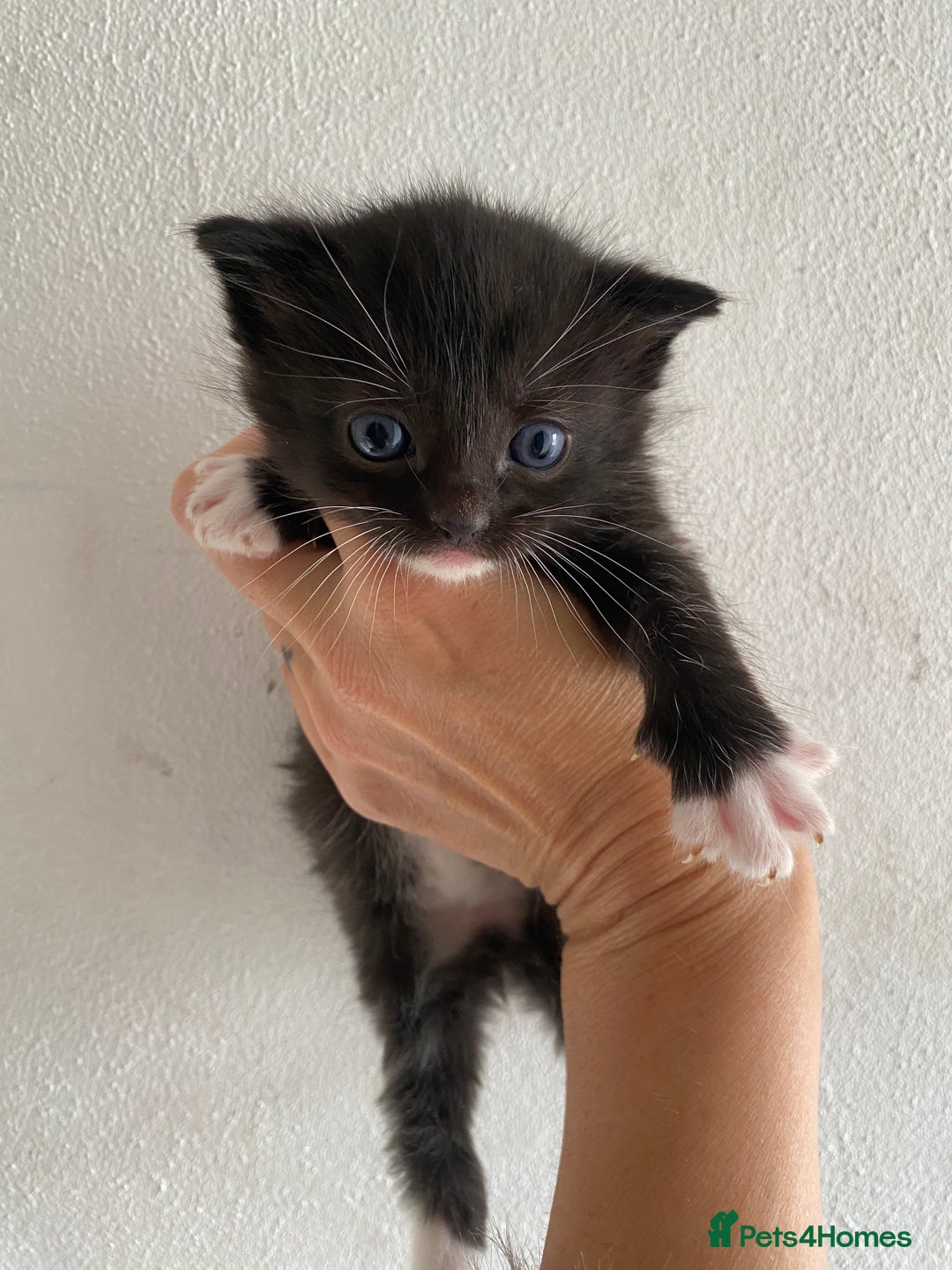 RagaMuffin cats for sale: Beautiful Ragdoll kittens  - Image 28