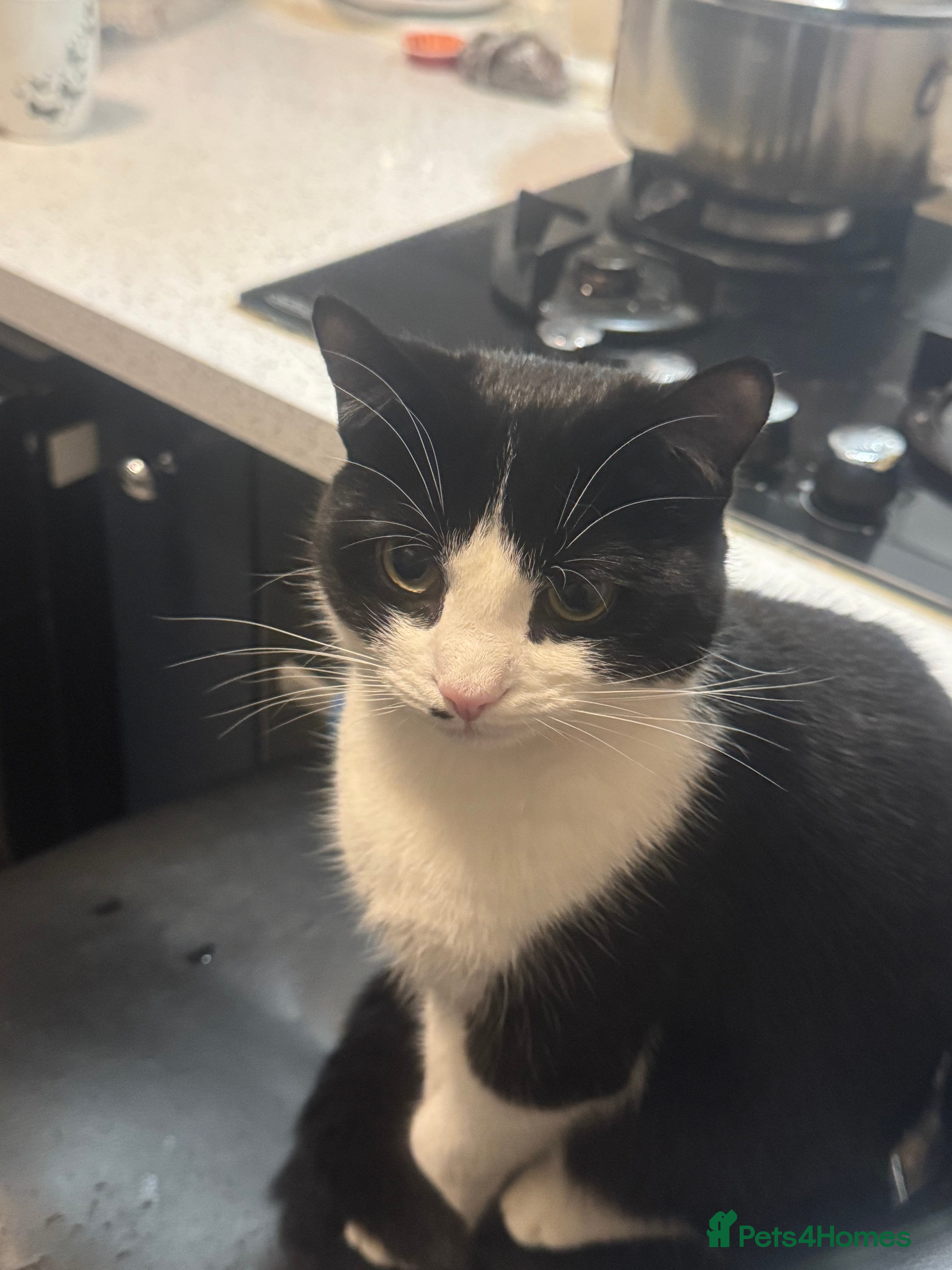 Mixed Breed cats Joy for sale  - Advert 18