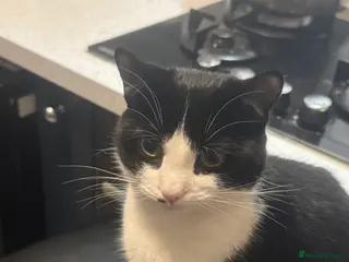 Mixed Breed cats Joy for sale - Advert 18