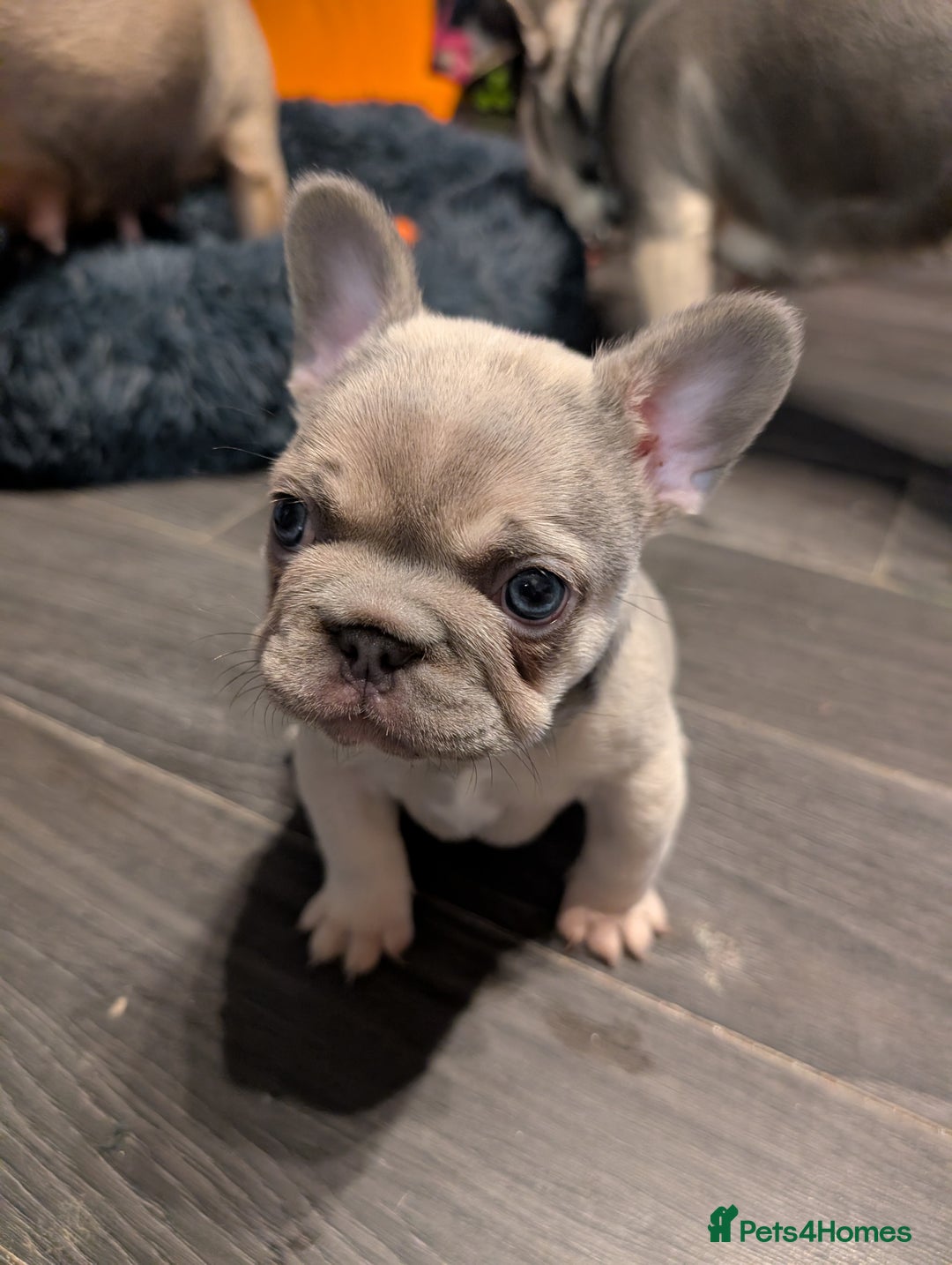 French Bulldog dogs for sale: Beautiful fawn male French Bulldog Puupy - Advert 2