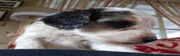 Cockapoo dogs for sale: Amazing Roan and Tri Colored F1 Cockapoos - Advert 18