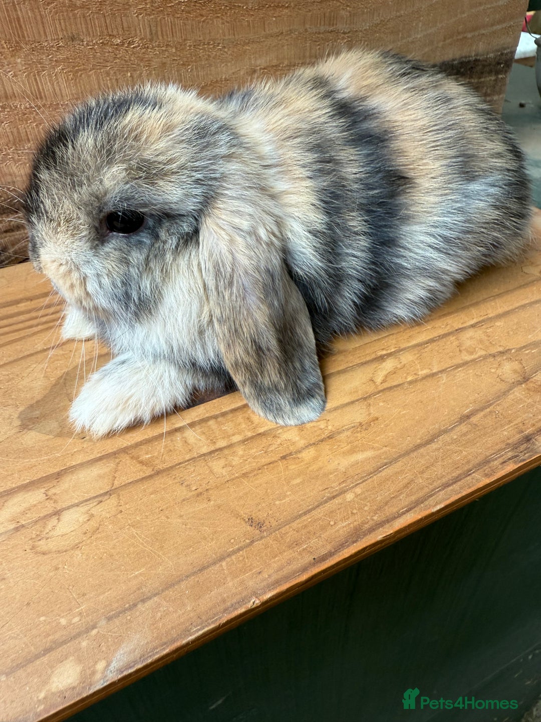 Mini Lop rabbits for sale: MINI LOP BUNNIES / PEDIGREE  - Image 6