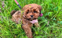 Shihpoo dogs for sale: Shipoo Pups LAST 2 - Image 24