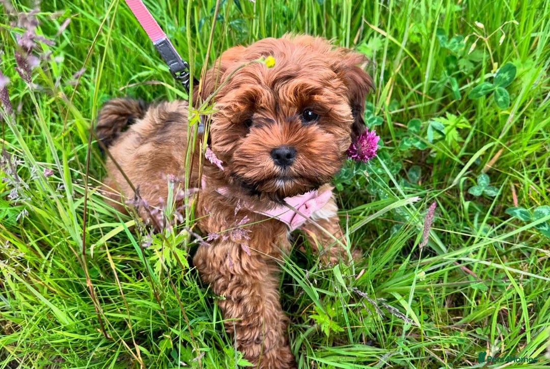 Shihpoo dogs for sale: Shipoo Pups LAST 2 - Image 24
