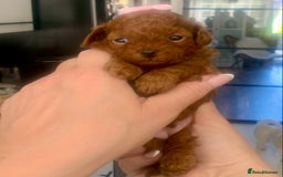 Maltipoo dogs for sale: 🌸Adorable Asian Maltipoo Puppy  - Image 16