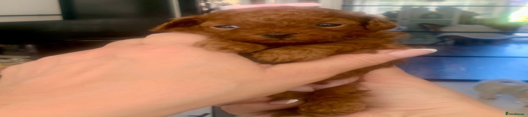 Maltipoo Puppy 1🩷