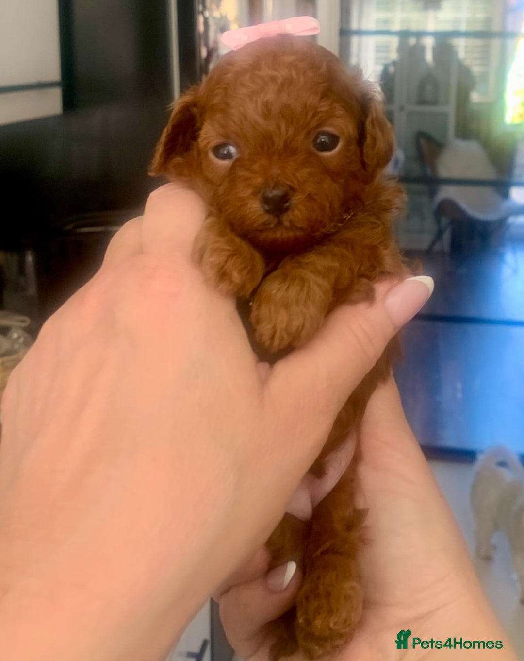 Maltipoo dogs for sale: 🌸Adorable Asian Maltipoo Puppy  - Image 16