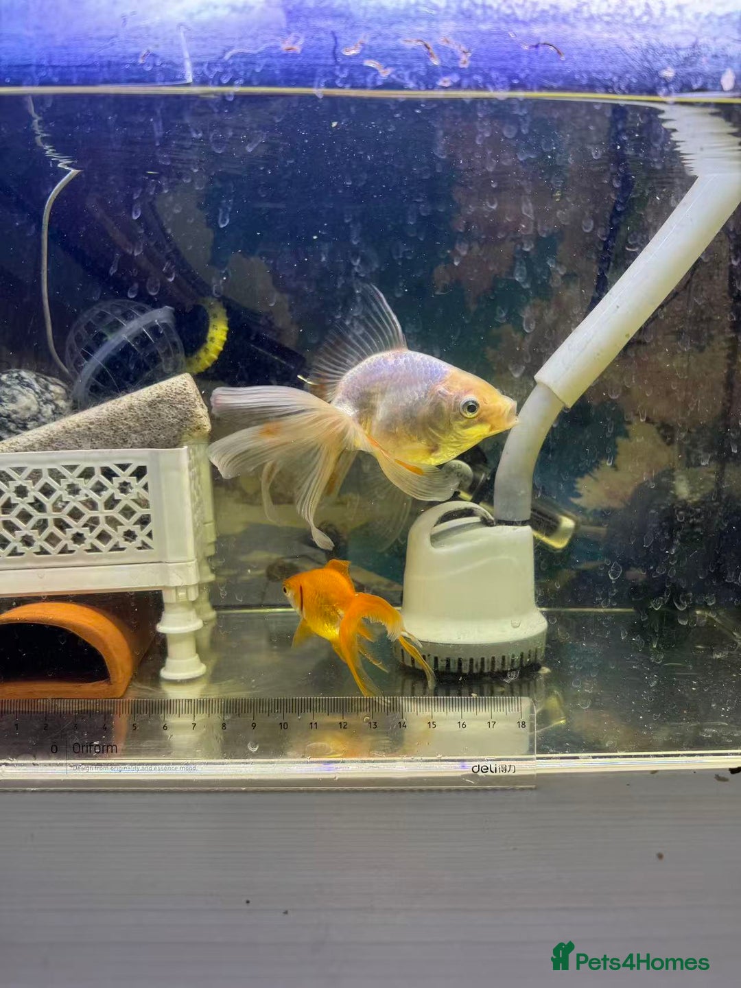 Goldfish fish for sale: 2 Goldfish – Includes Free Remaining Fish Food - Advert 3