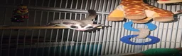 Sugar Glider rodents for sale: Male and female sugar glider 9 months old  in Crook - Advert 4