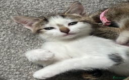 Mixed Breed cats for sale: Kittens  - Image 19