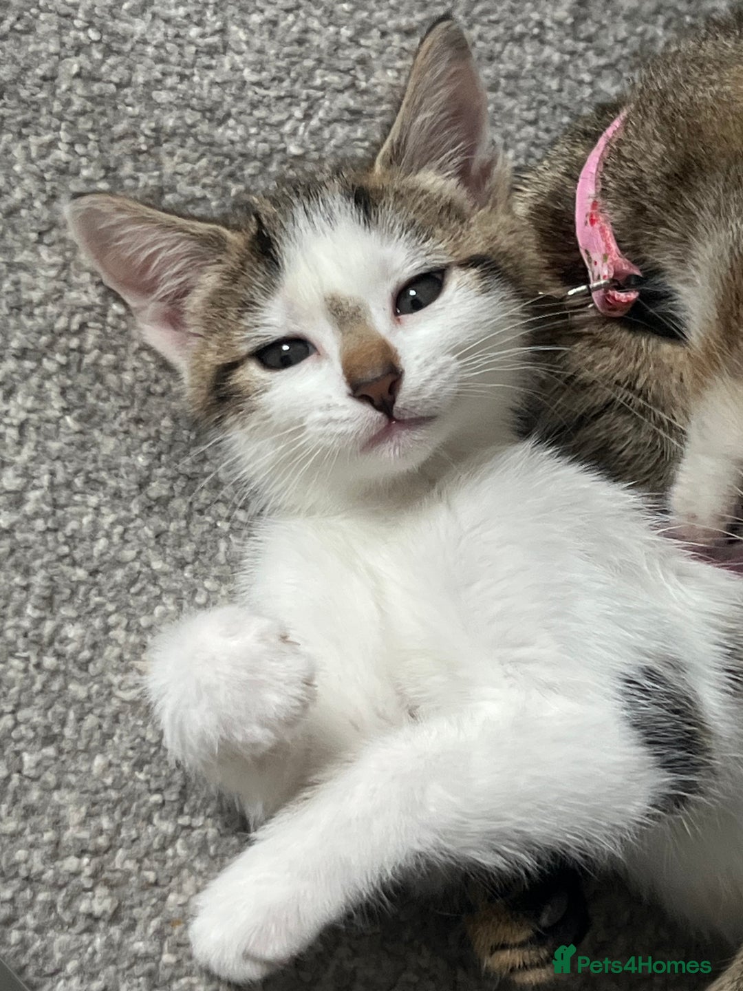 Mixed Breed cats for sale: Kittens  - Image 19