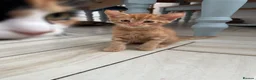 Mixed Breed cats for sale: 3 Playful & Sociable Ginger Kittens   - Advert 10